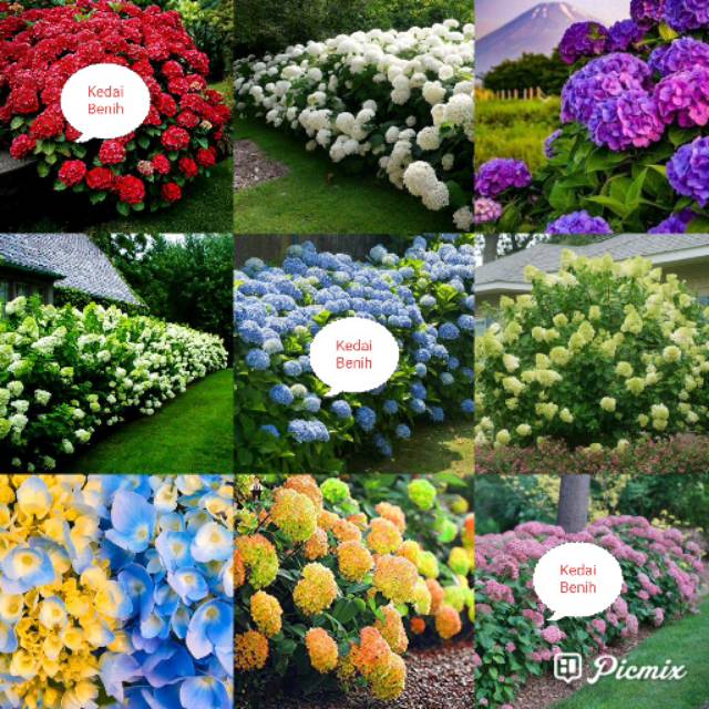 Kedai Benih Bibit Bunga Hydrangea Mix.~ 1 Biji