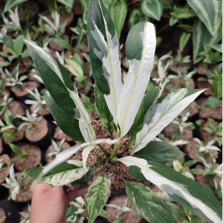 Bunga Lily Variegata Murah Cantik