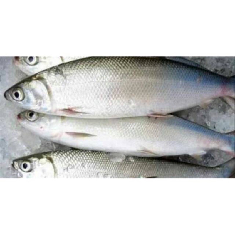 Ikan bandeng Segar 500gram