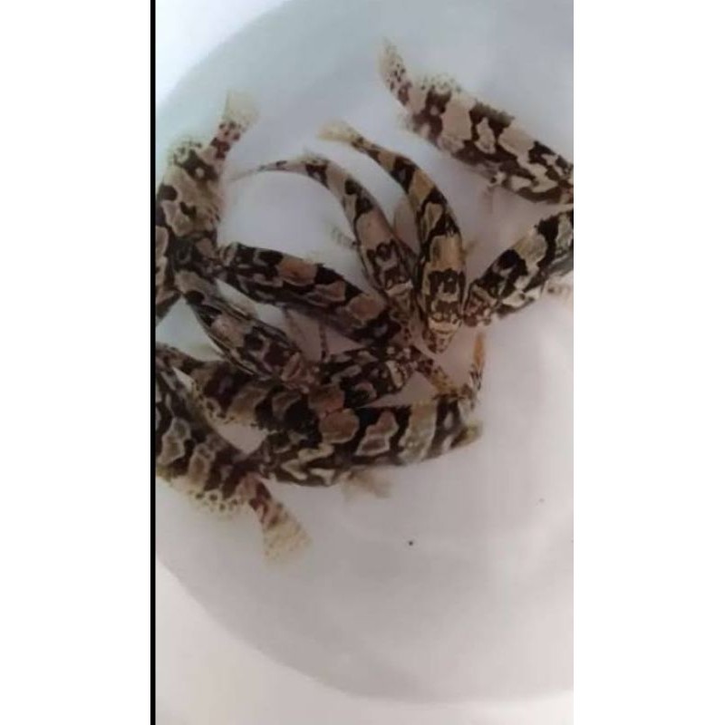 

kerapu cantang air tawar 99%