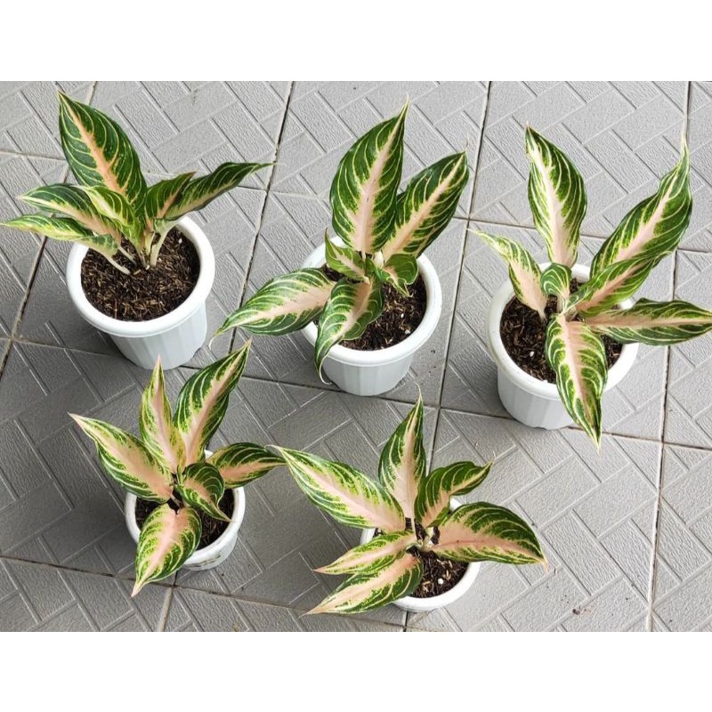 aglonema pink sunset anakan