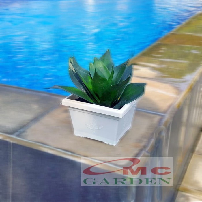 Lidah Mertua Mini Sansevieria Sansivera Pagoda Hahnii Jade Hijau 1012
