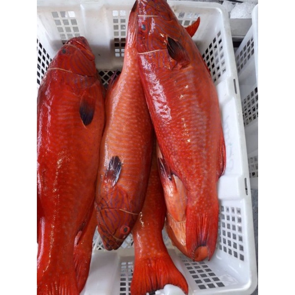 

IKAN KERAPU MERAH / KERAPU SUNU