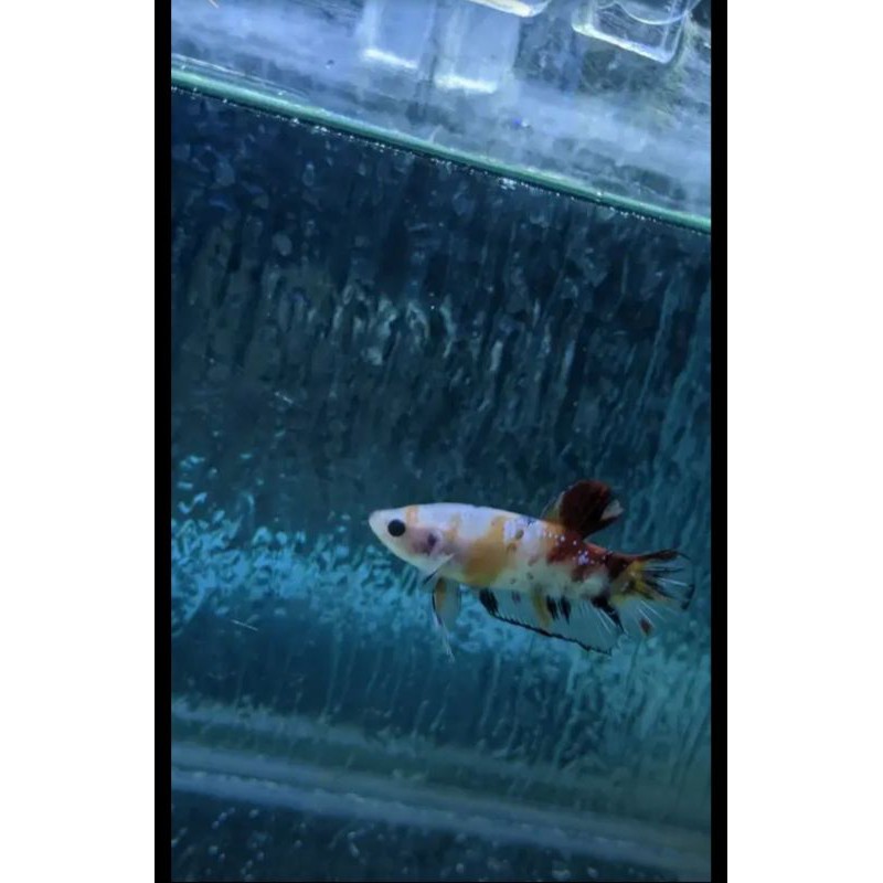 ikan cupang koi nemo