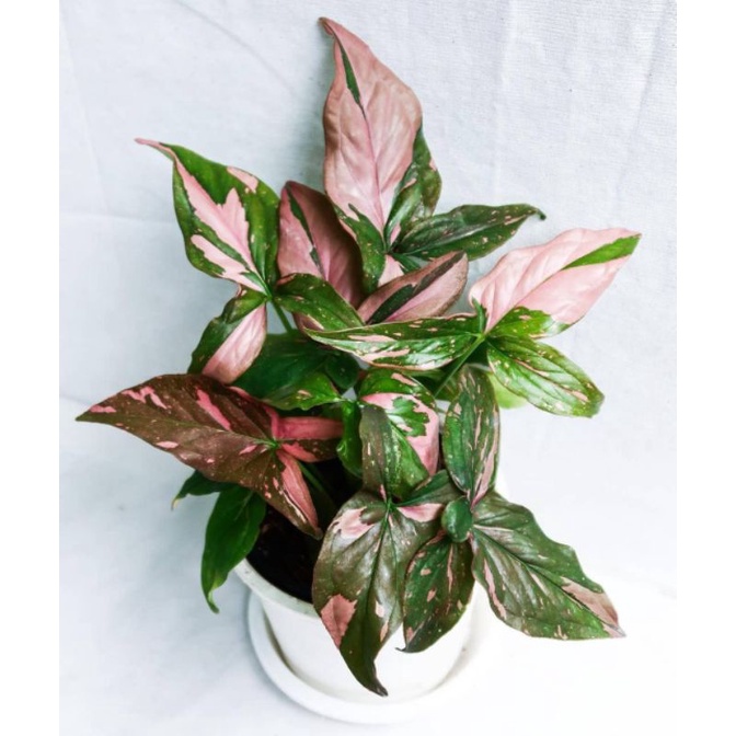 tanaman hias - tanaman syngonium pink splash - syngonium pink splash - singonium pink splash