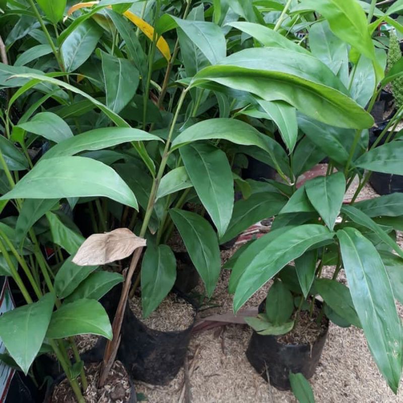 Bibit Tanaman Lengkuas/Laos bibit herbal lengkuas Bibit lengkuas Laos
