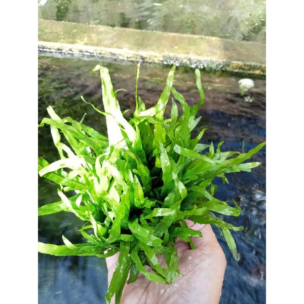 kadaka Trident per ikat