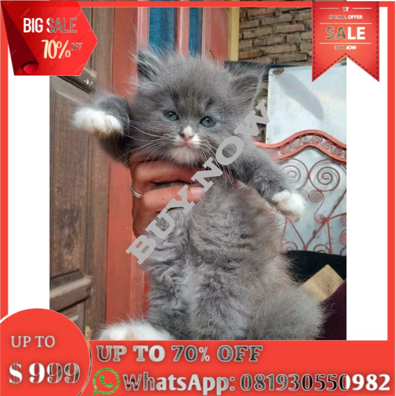 Kitten Flat Nose Persia Long Hair Bigbone Gembul Shopee Indonesia