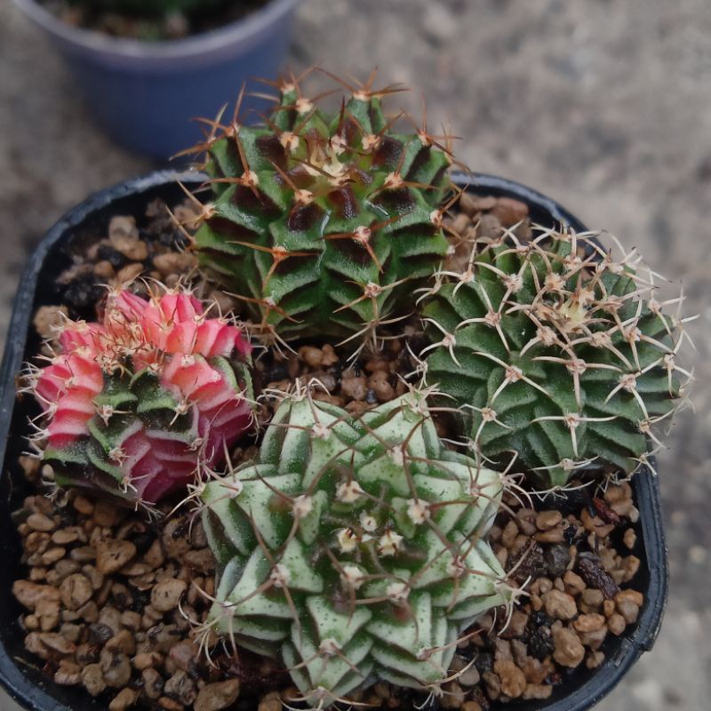 kaktus beby gymnocalycium varigata