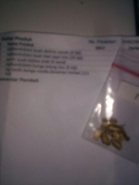 Biji Benih Buah Bidara Arab 5 Biji