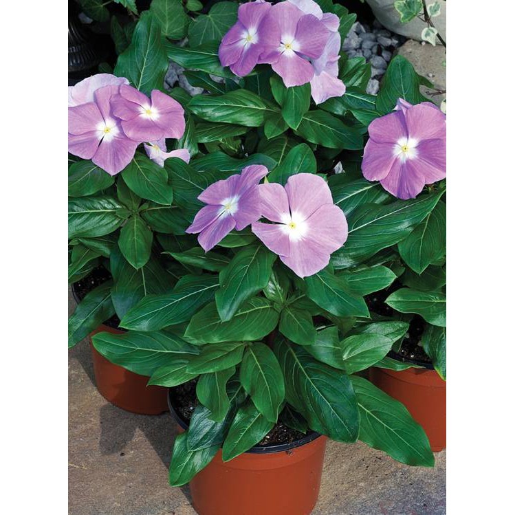 Bibit Benih Biji Bunga Vinca Lilac - Benih Bunga Vinca Lilac - Biji Bunga Vinca Lilac - COD
