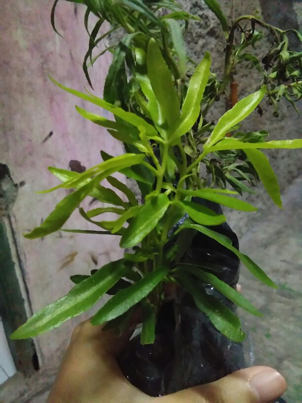 Tanaman Hias Zodia - Tanaman Anti Nyamuk