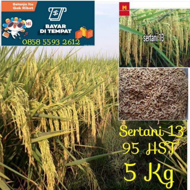 Biji Padi Unggul Sertani 13 Bibit Unggul 5KG