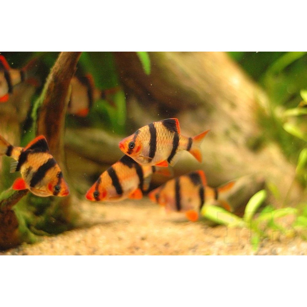 Ikan Hias Tiger Barb Sumatra Shopee Indonesia