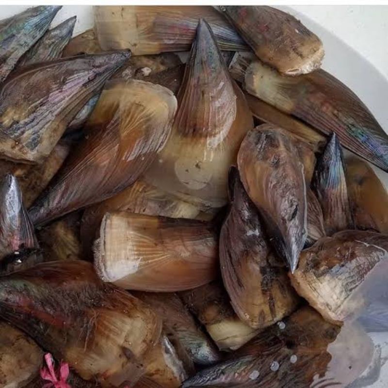 

1 pcs Kerang kapak