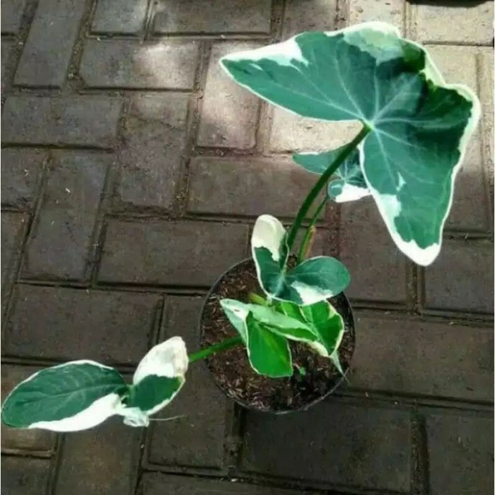 Keladi tikus varigata | keladi kantong semar