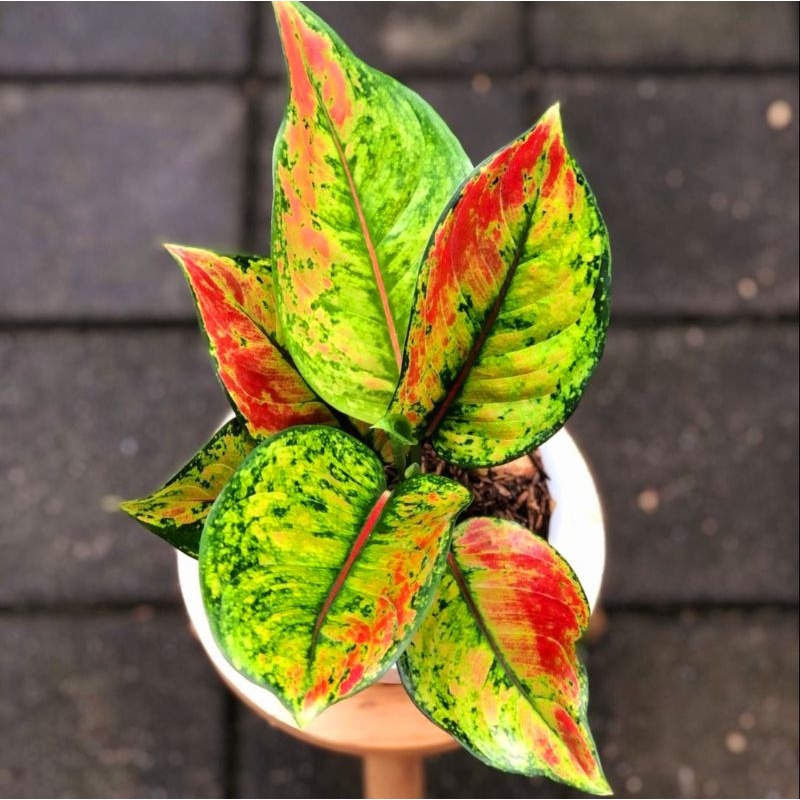 Aglaonema heng heng mutasi /Aglonema heng heng / Aglonema heng heng (Tanaman hias aglaonema heng heng mutasi merah) - bunga hidup - bunga aglonema - aglaonema merah - aglonema merah - aglaonema import - aglaonema murah