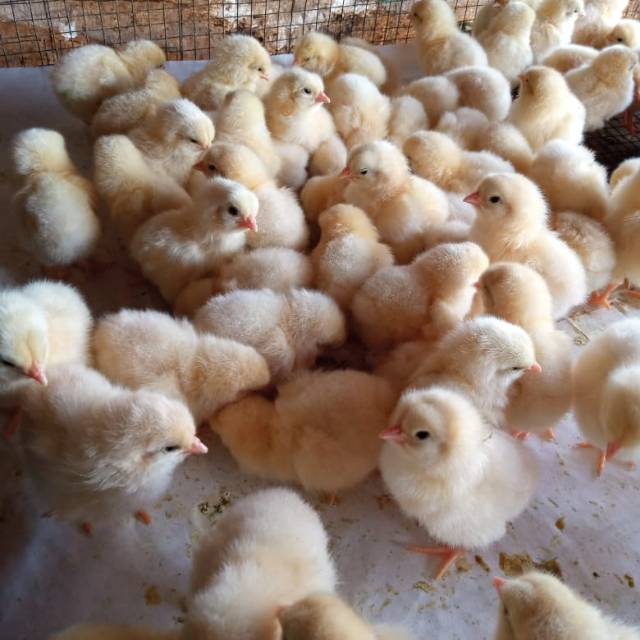 Ayam Petelur / Anak Ayam Petelur / DOC ayam Telur