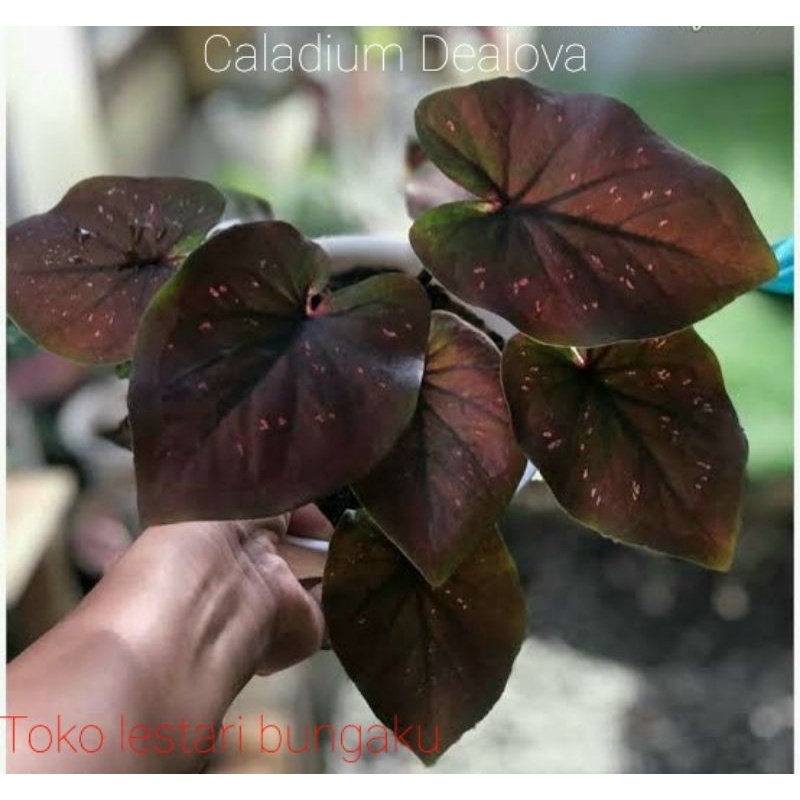 Caladium Dealova siap tanam