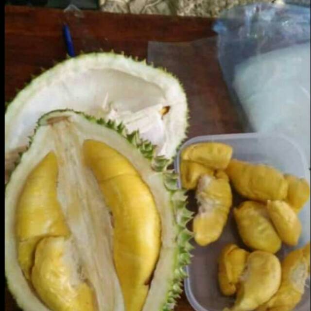 

Musang King