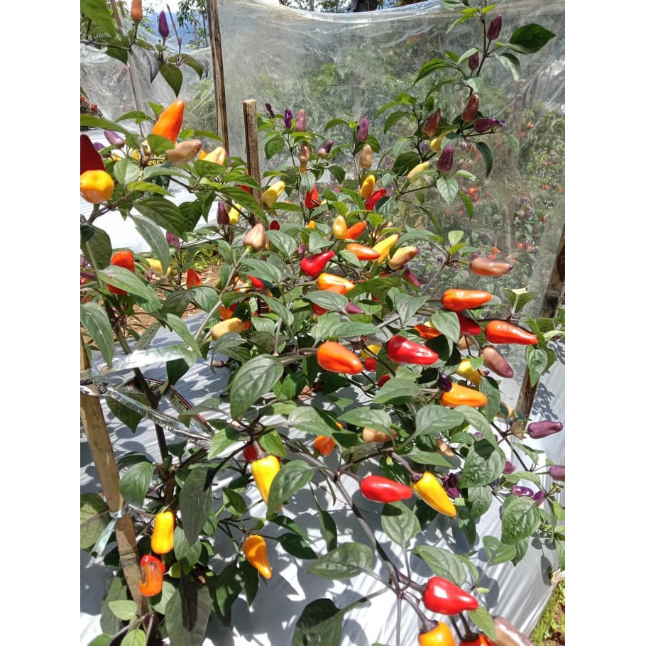 Benih Bibit Biji - Cabai Chinese Five 5 Colour Cabe Rainbow Pelangi Pepper Seeds