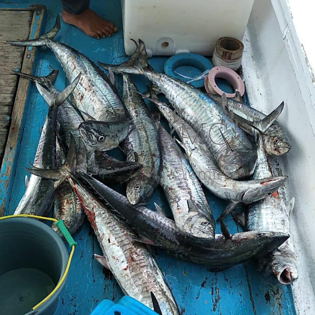 Konceran Tenggiri Barakuda / Rangkaian Kail Pancing Tenggiri Ring Bawah Cle Fishing