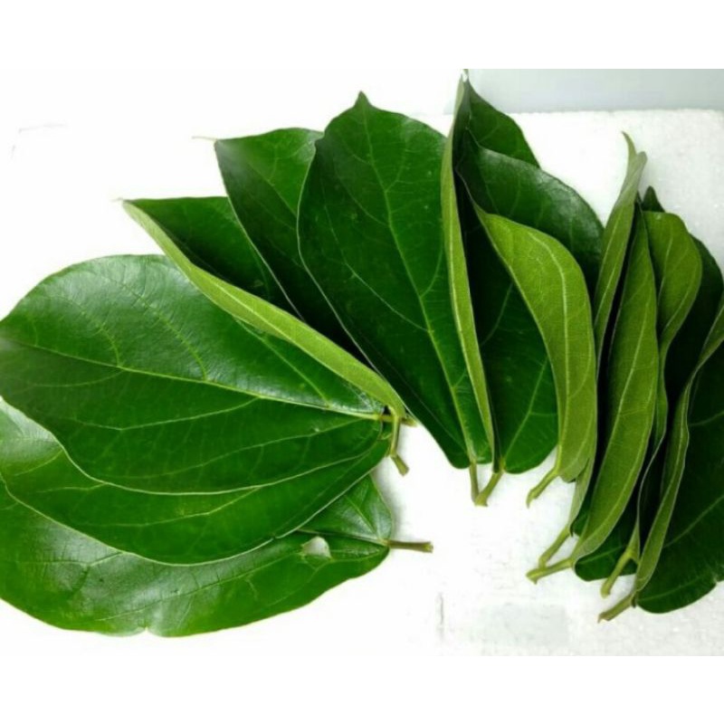 

DAUN CINCAU HIJAU SEGERSARI