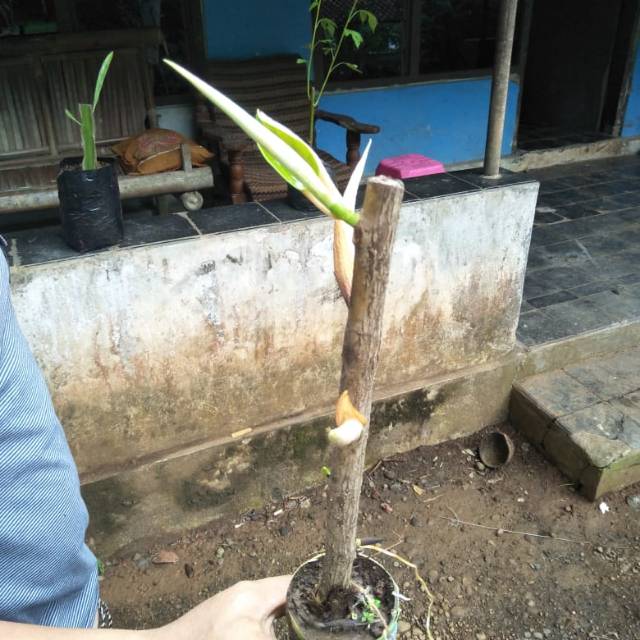 BIBIT KARET KEBO DARI STEK // KARET KEBO // TANAMAN HERBAL // DAUN KARET KEBO // HERBAL