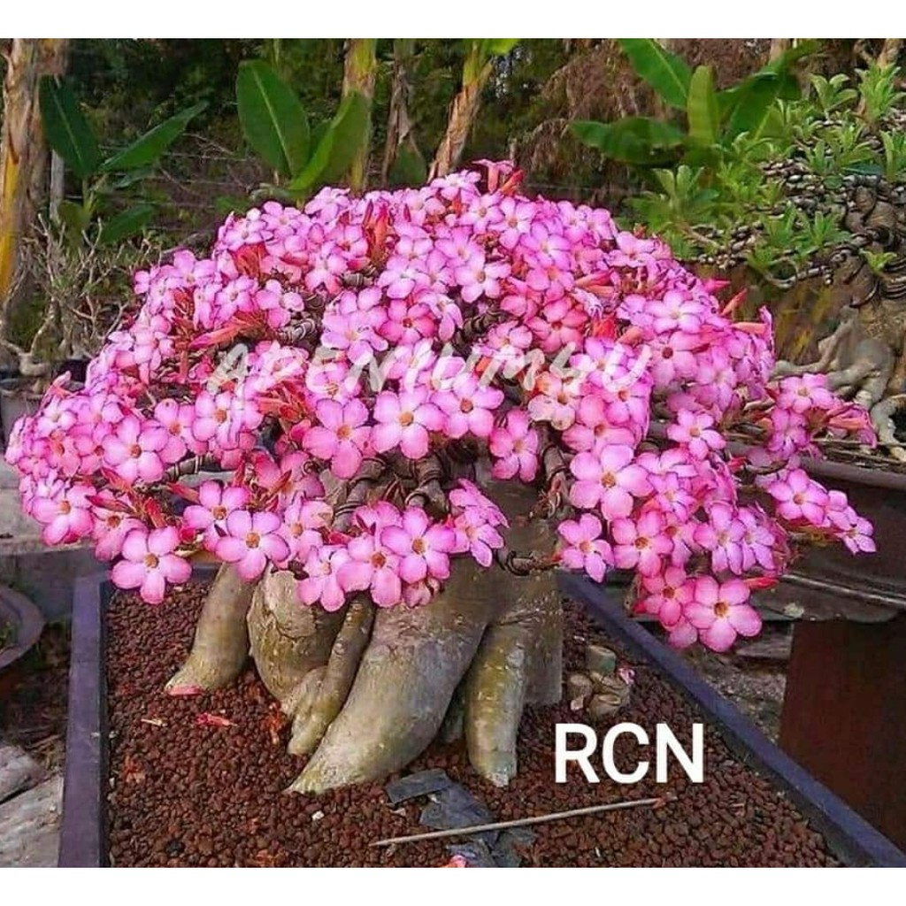 Adenium RCN (Ra Chi Nee)