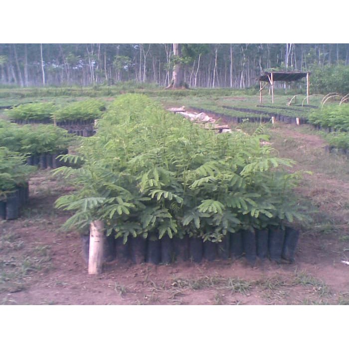 [BERGARANSI] Bibit Pohon Sengon Solomon 10 Bibit