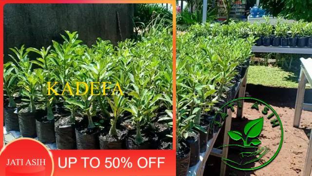 

Bibit bunga kamboja adenium Indigo glaze