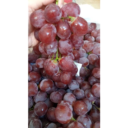 

Anggur Merah Manis RRC 1kg Anggur Murah Malang