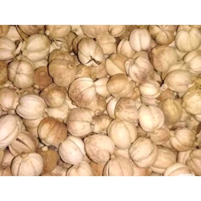 

kapolaga kering, 500 gram termurah