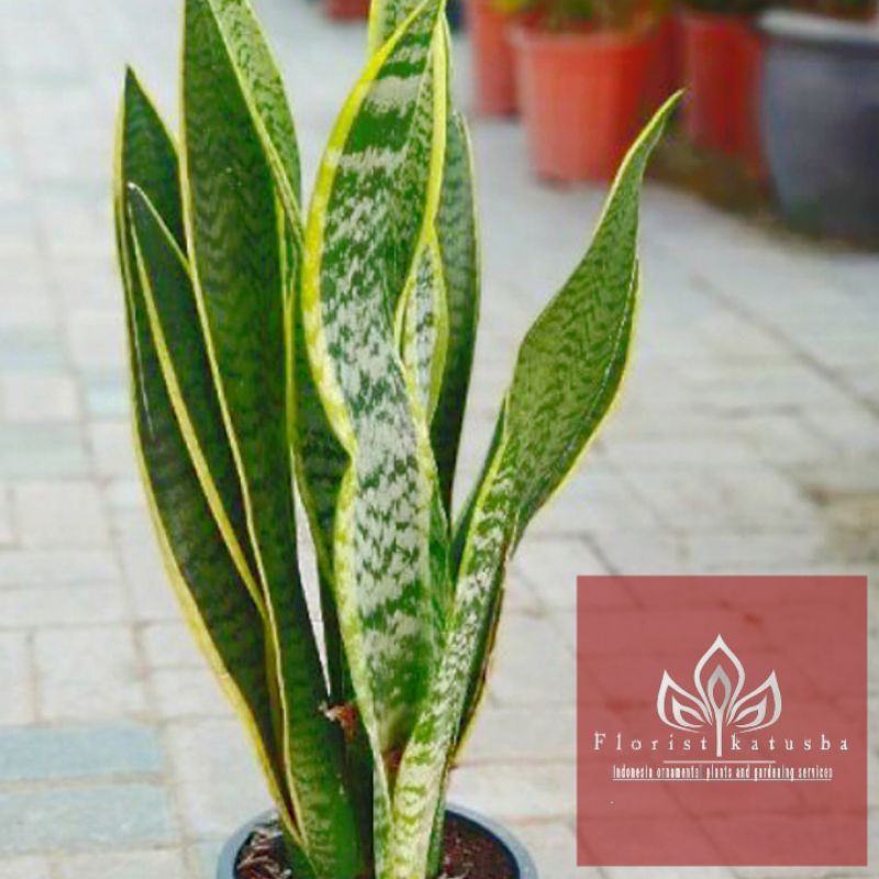 Harga Lidah Mertua Terbaik Mei 2021 Shopee Indonesia