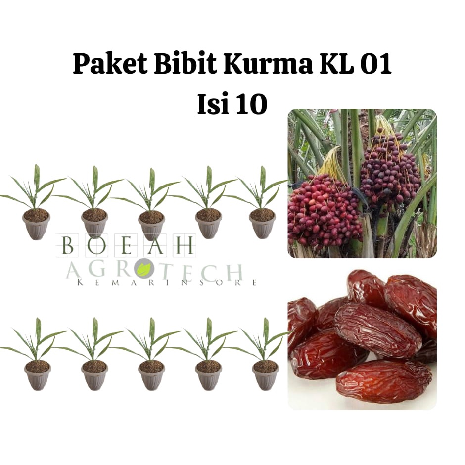 Paket Hemat Bibit Kurma KL 01 Isi 10 Bonus Bibit Strawberry+Polibag