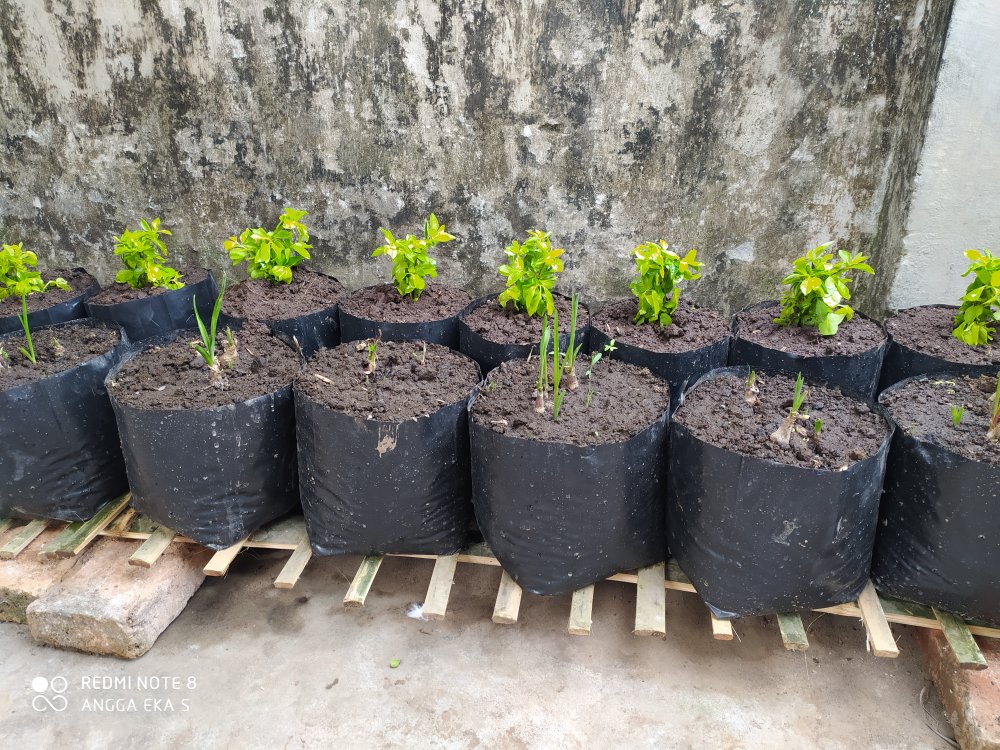 Tanaman Hias Daun Bibit Pangkas Kuning