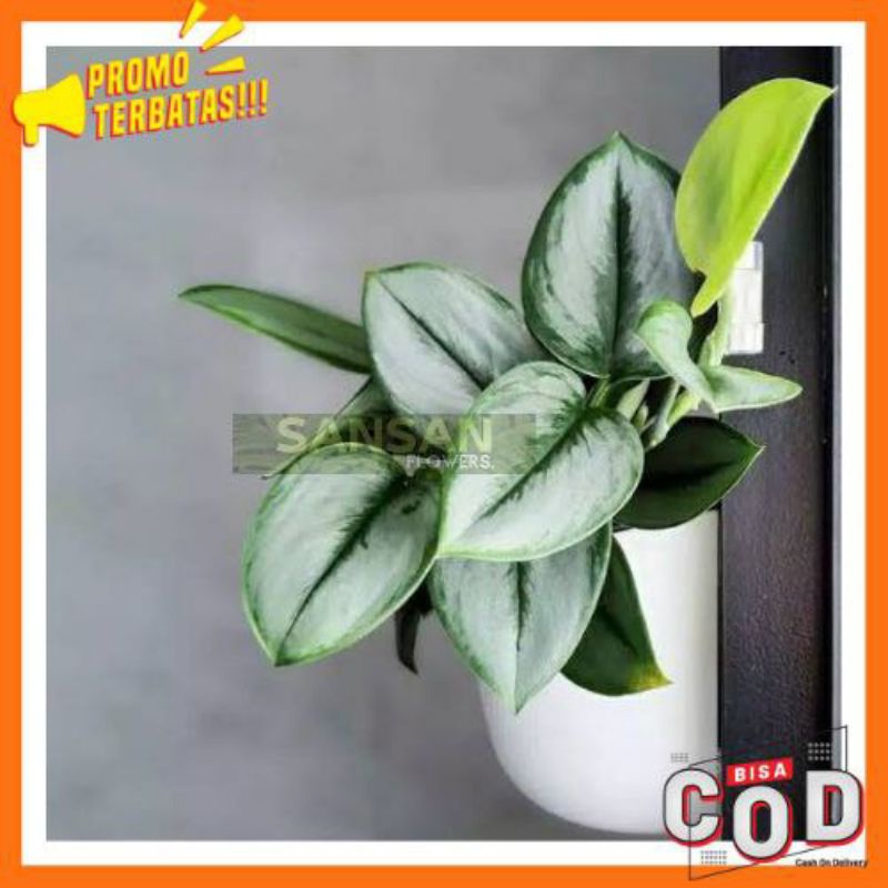 Tanaman Hias Scindapsus Treubii Silver / Scindapsus Moonlight Silver