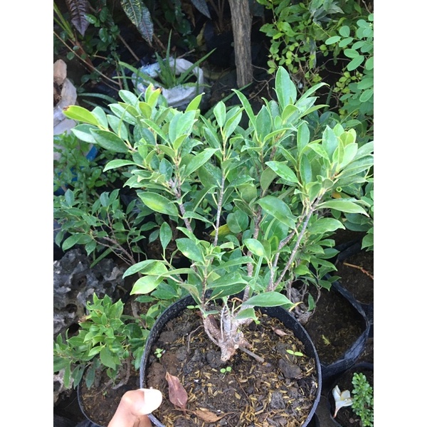 Bibit Kimeng Merah / Bonsai Kimeng / Bringin Kimeng Ficus