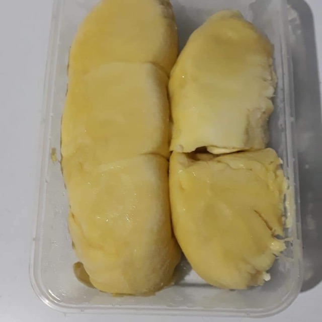

DUREN MONTONG SULAWESI