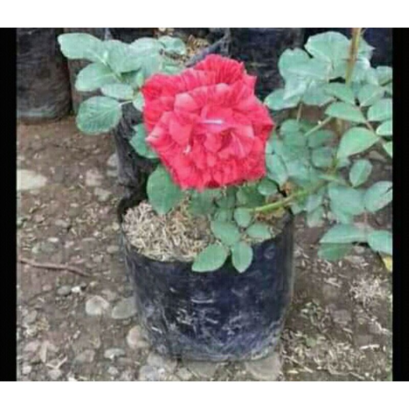 BIBIT BUNGA MAWAR||STEK||COD