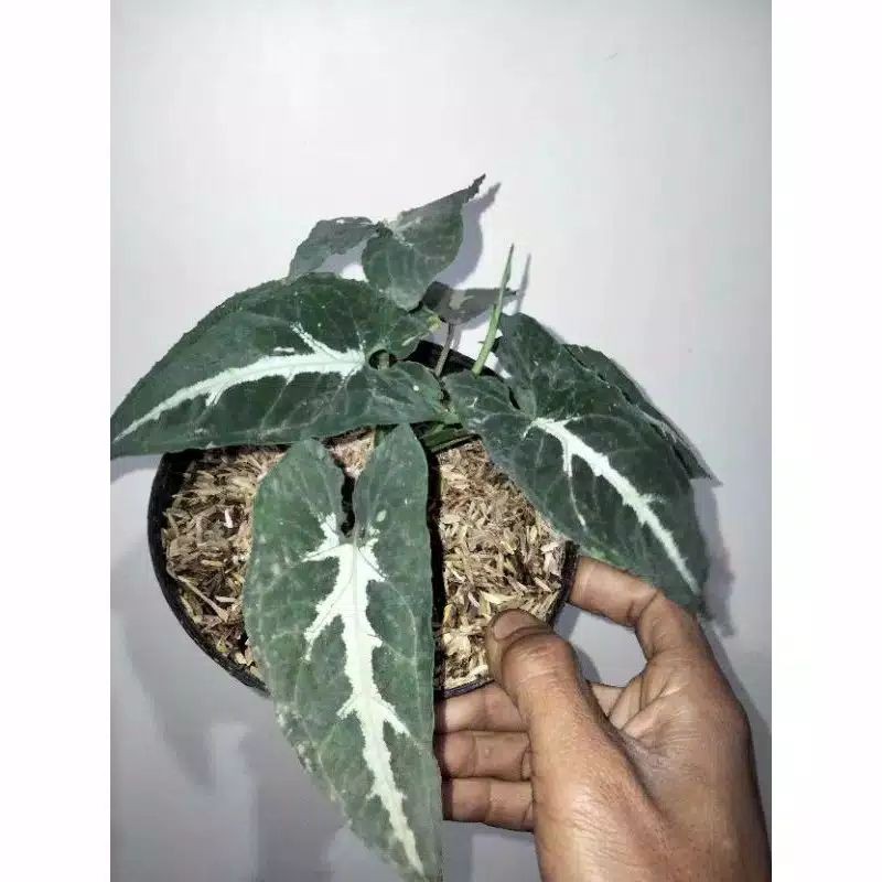 Syngonium wedlandi | pot gantung | tanaman merambat