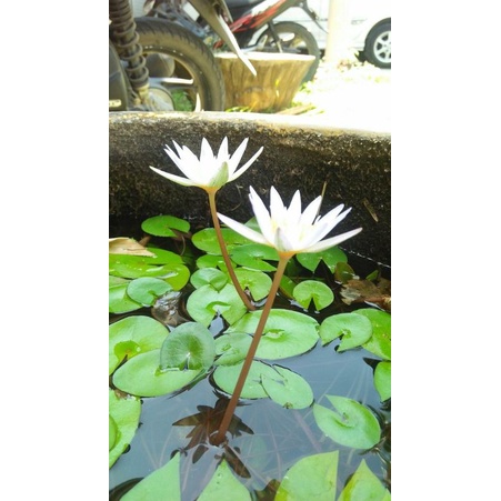 Bibit teratai putih