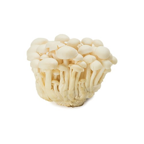 

Jamur Shimeji Putih/Bunapi 1 pack