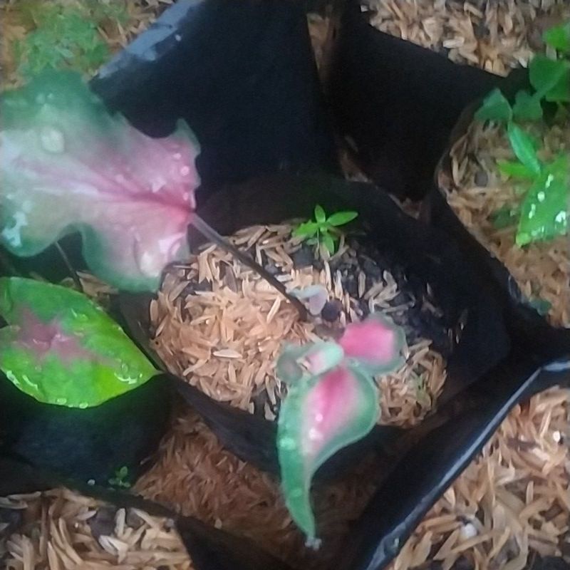 Tanaman Hias Caladium Red | Keladi Keris Merah
