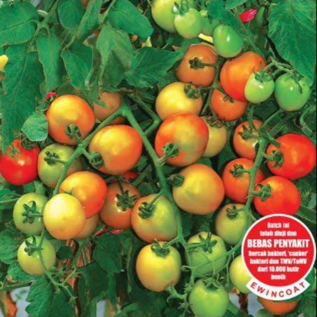 Benih Tomat F1 Marvel 50 biji