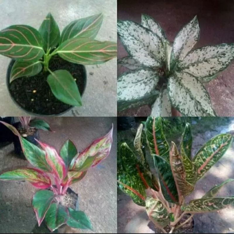 paket murah 4 bibit tanaman hias aglonema-snow wite,rotundum,red lipstik,donacarmen