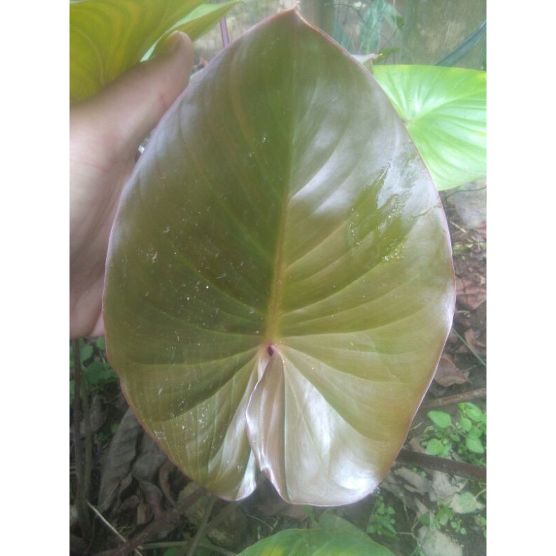 Homalomena Red Glowing