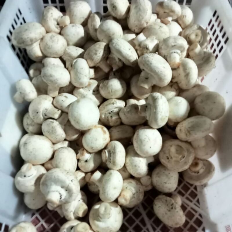 

Jamur kancing 200gram