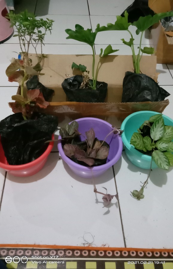Tanaman Hias Begonia Tanaman Bunga Begonia