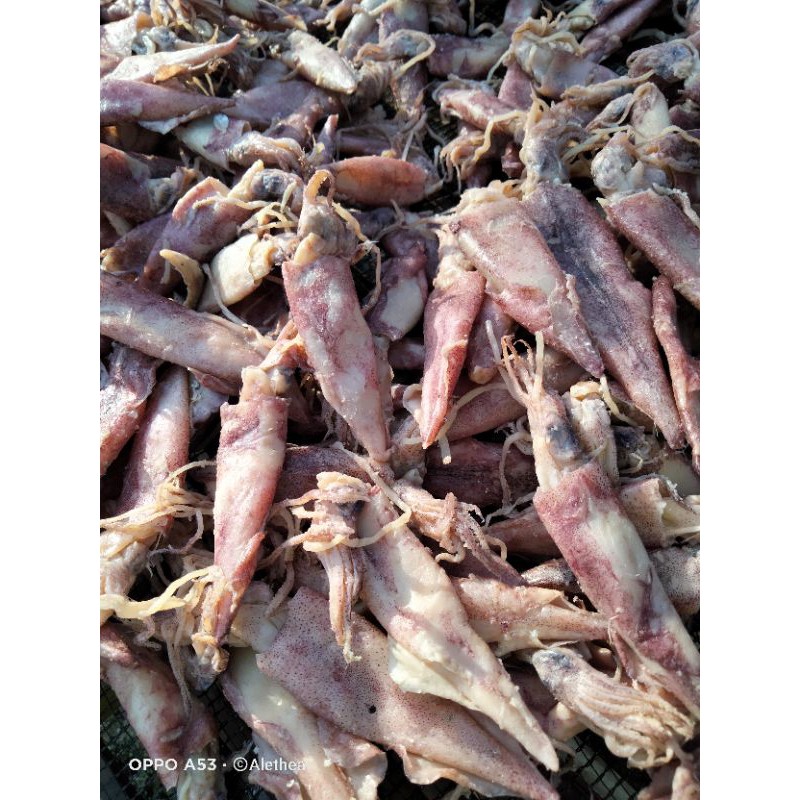 

Cumi sotong/cumi pen/kering asin/cumi besar merah